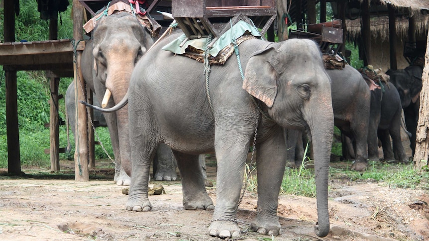 Elephants wait to take tourists one rides