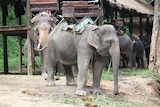 Elephants wait to take tourists one rides