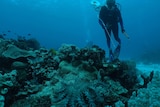 A diver holding a spear gun hovers above a patch of coral inundated with crown of thorns.