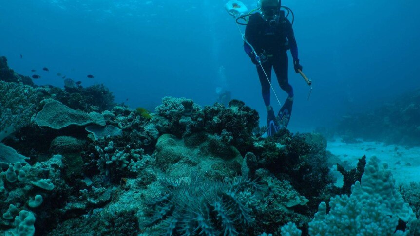 A diver holding a spear gun hovers above a patch of coral inundated with crown of thorns.
