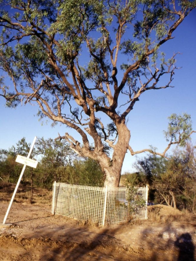 An image of a tree with wiring around its trunk.