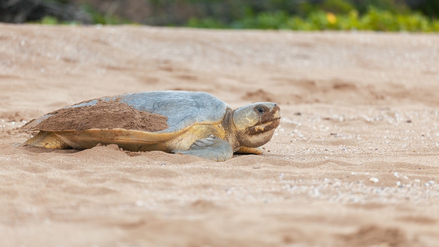 a flatback turtle is on the sandy part of a beach