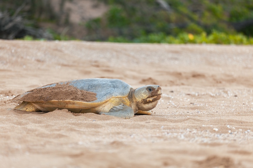 a flatback turtle is on the sandy part of a beach