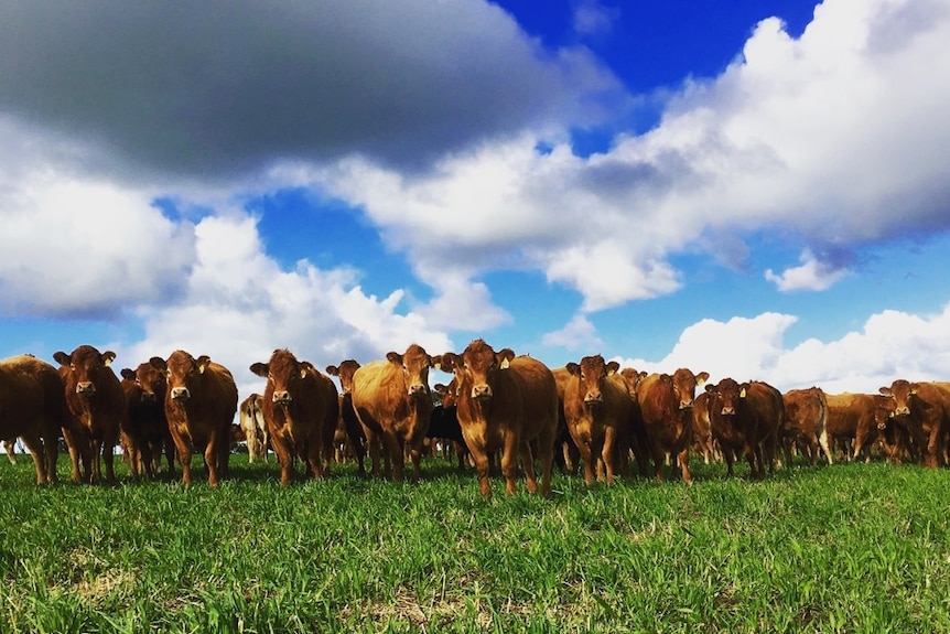 A wide shot of brown cows in a paddock,.