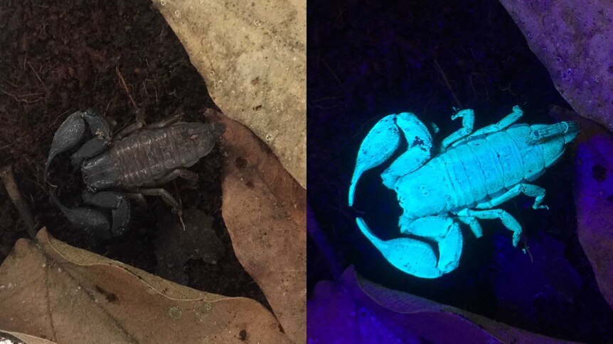 A composite image of a scorpion in normal light and glowing in the dark.