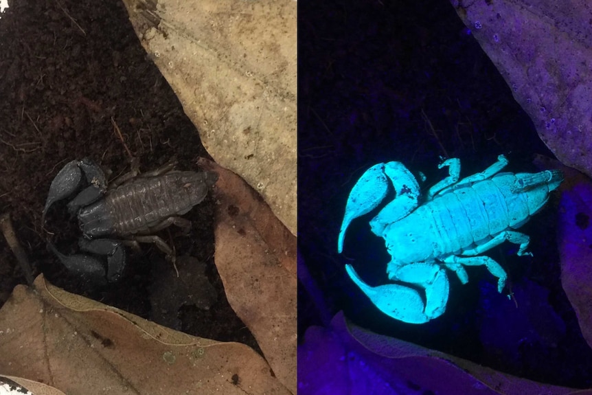A composite image of a scorpion in normal light and glowing in the dark.