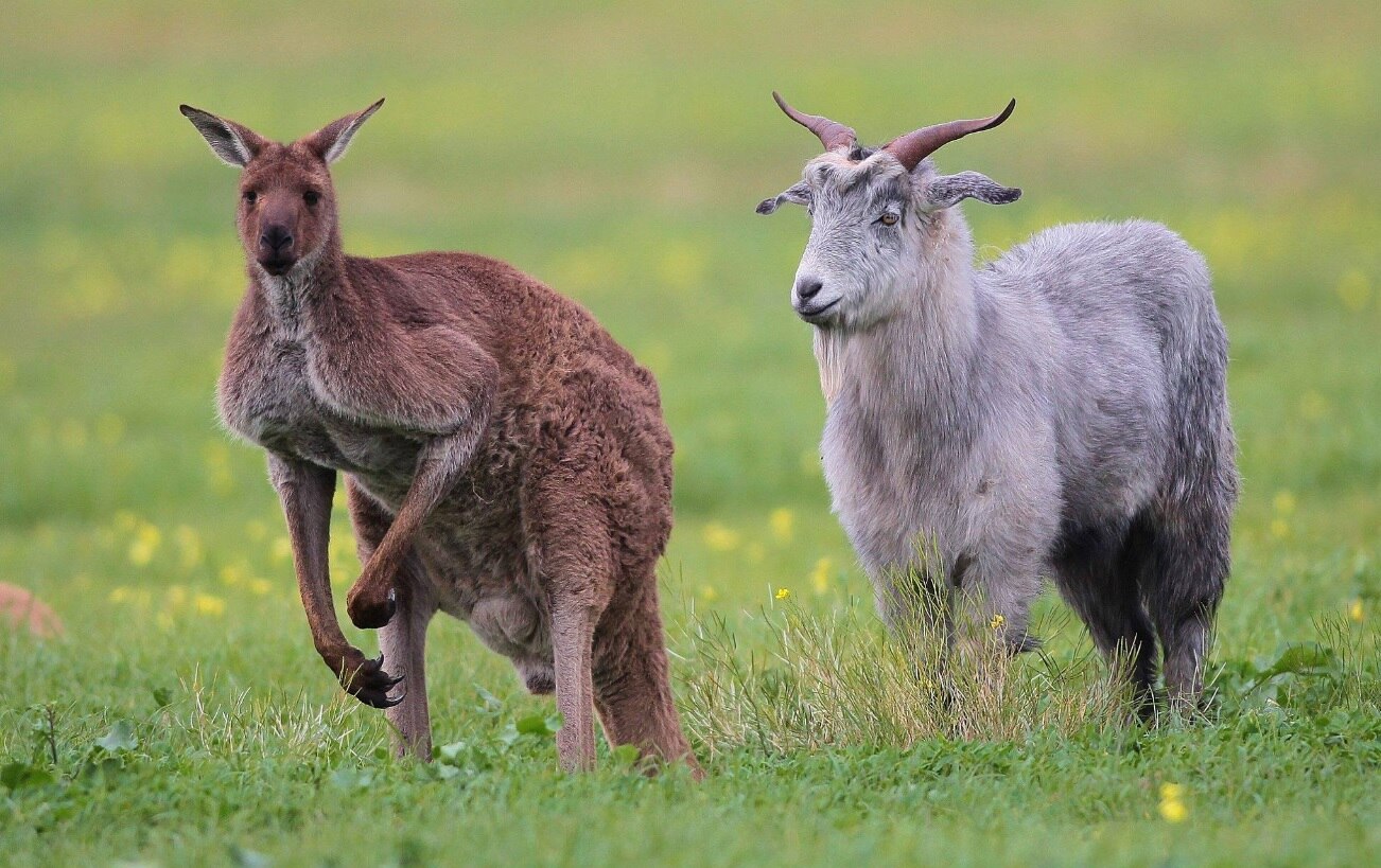 Gary the goat lives among kangaroos on land Seaford locals want to save