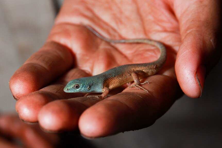 A lizard in a person's hand.