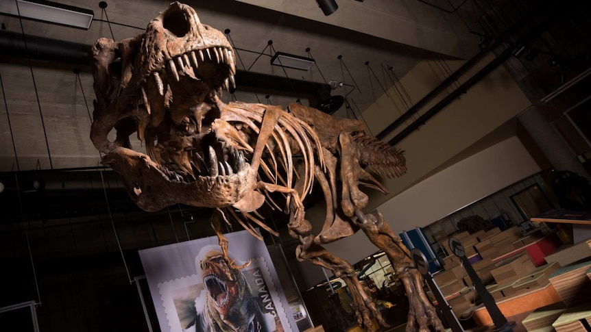 A skeleton of a T Rex stands in a museum