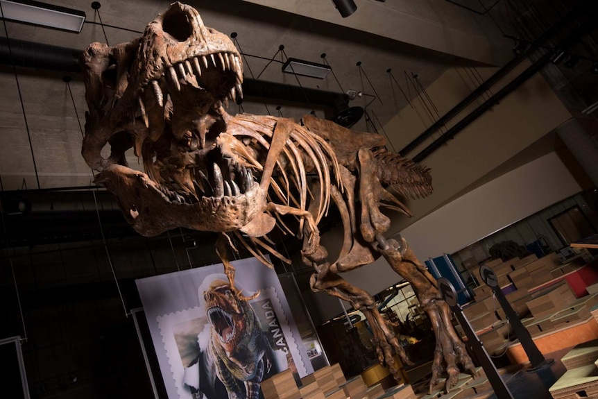 A skeleton of a T Rex stands in a museum