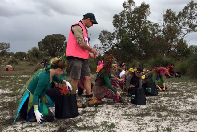 Planting tree seedlings at Whiteman Park, Perth, as part of attempt to plant one million seedlings in an hour. July 25, 2014.