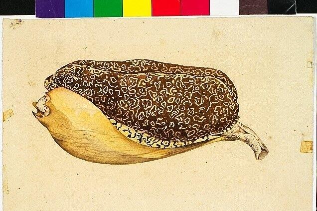 Drawing of a shell