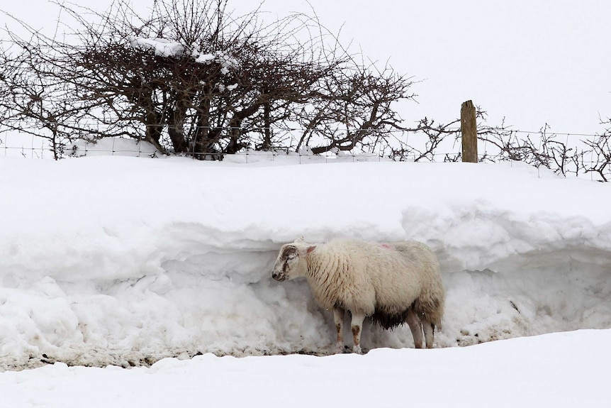 A sheep shelters behind a wall of snow in Northern Ireland