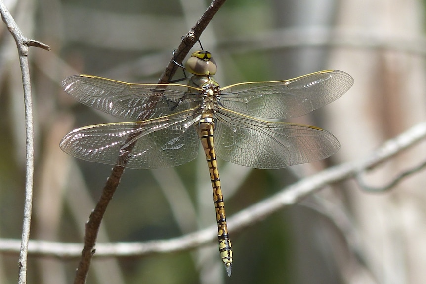 A dragonfly with a yellow and black patterned tail on a plant.