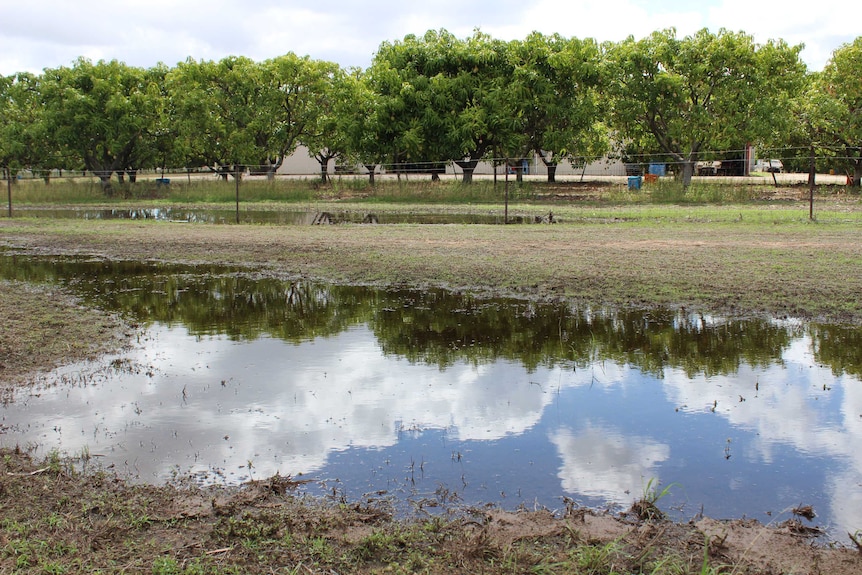 Big puddles of rainwater in front of a mango orchard near Townsville.