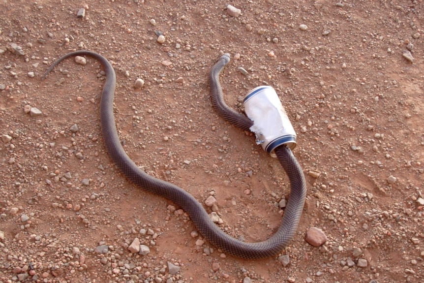 A snake with a can stuck on its body, the can is torn and sharp.