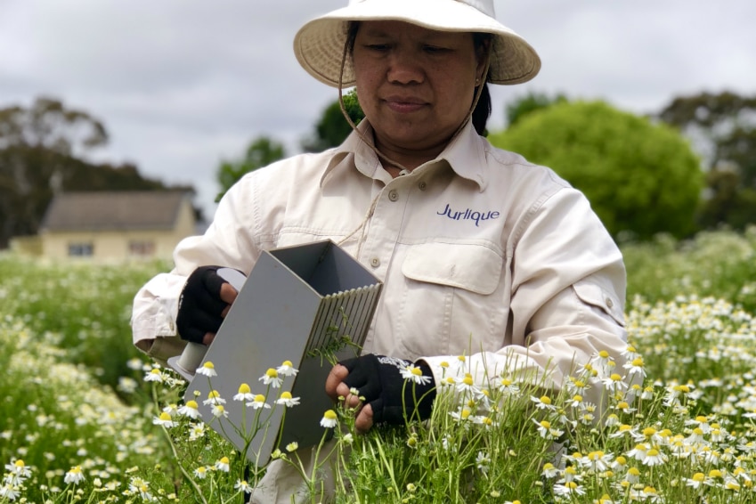 Employees at Jurlique's Adelaide Hills property hand pick each flower to be used in skincare.
