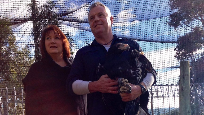 Frances Bender and Craig Webb introduce an injured wedge-tailed eagle to its new temporary home.