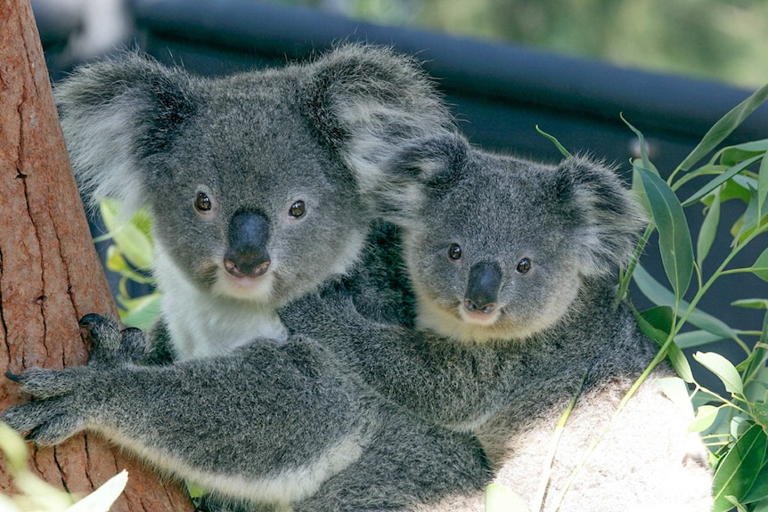 A koala with her joey on her back in a tree.