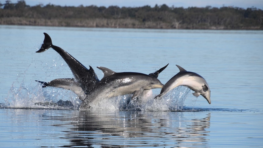 A pod of dolphins jump out of the water