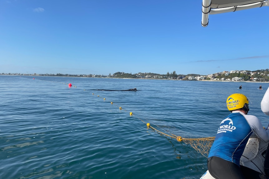 A man in a yellow sea world helmet on a boat, hanging on to a yellow net int he water with a large black whale entangled in it 