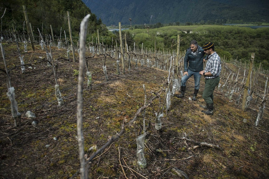 Enologists walk along the vineyard at Villasenor winery, in Puelo, Los Lagos Region, Chile.