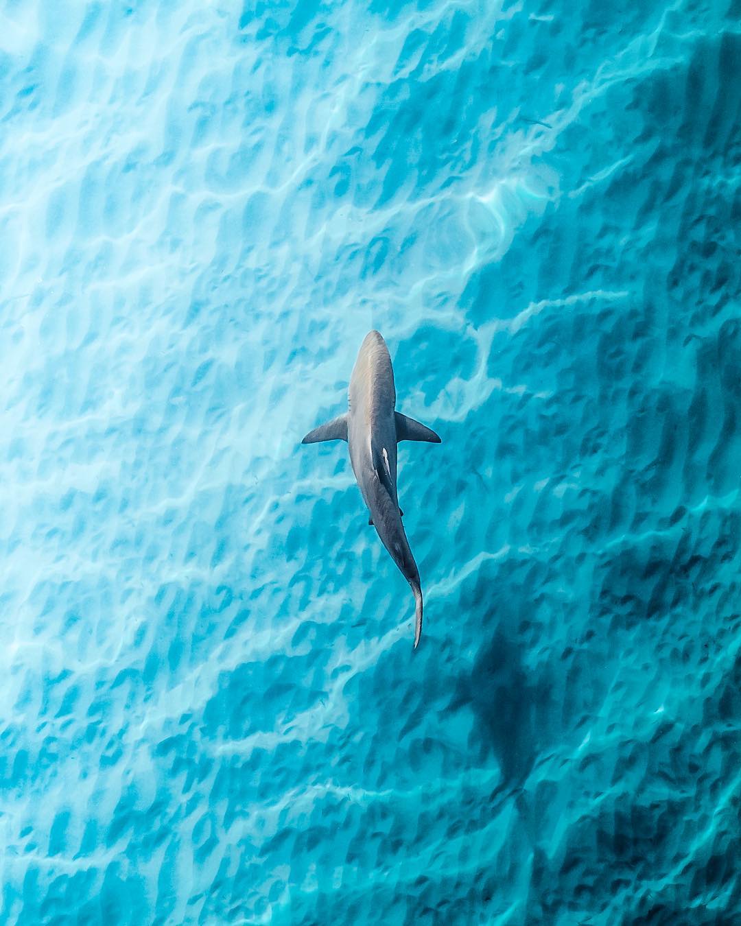 A drone photo of a shark in very blue water.