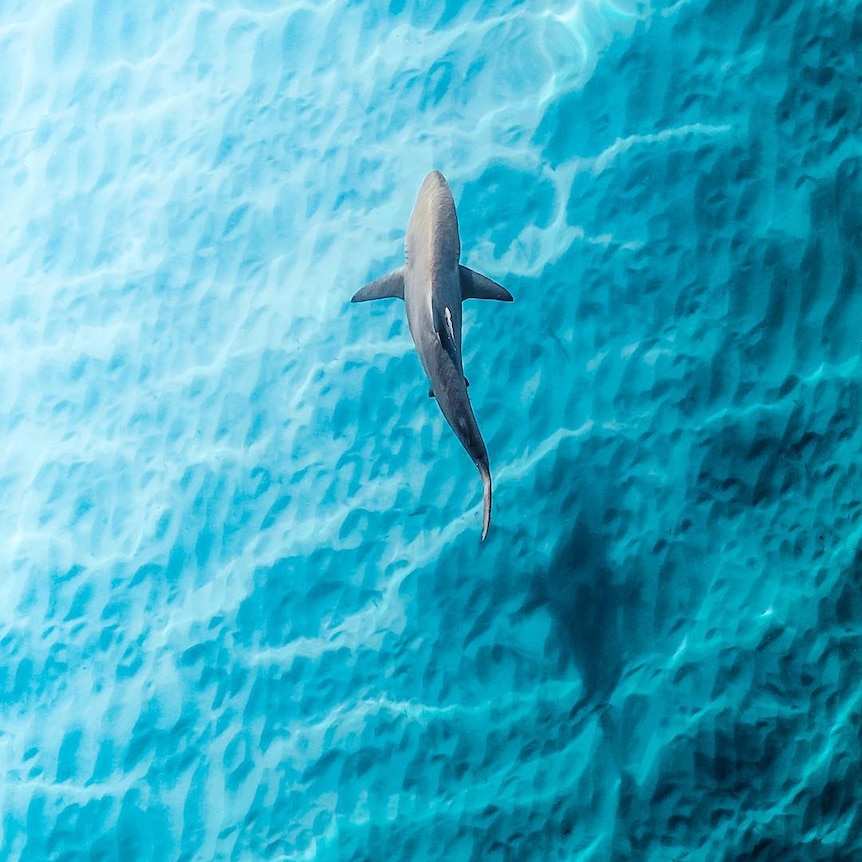 A drone photo of a shark in very blue water.