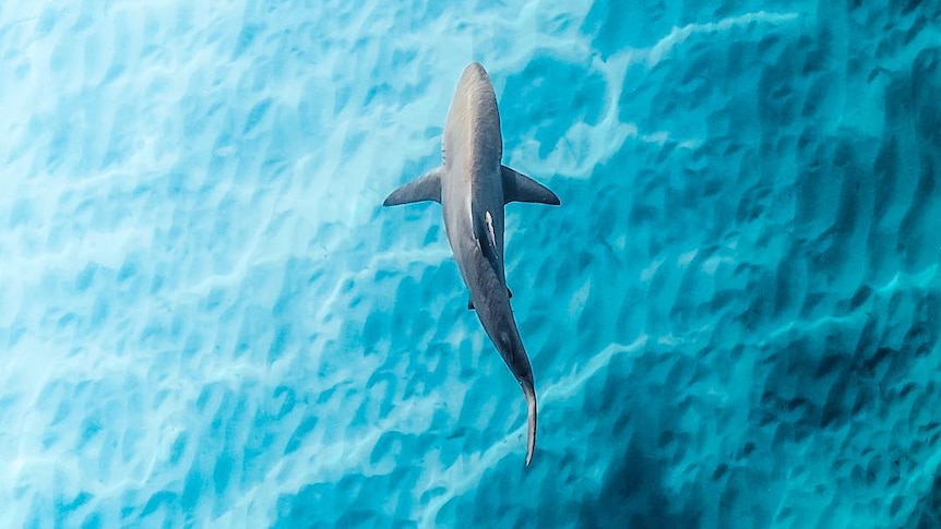 A drone photo of a shark in very blue water.
