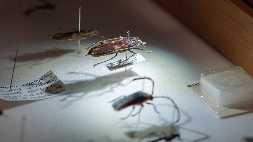 A large beetle under a spotlight next to other insect specimens.
