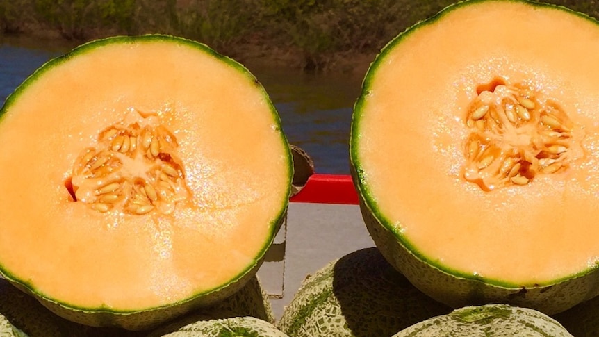 A rockmelon, cut in half, showing the inside.