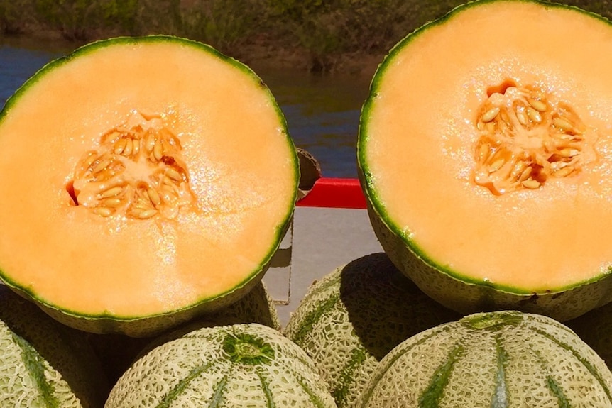 A rockmelon, cut in half, showing the inside.