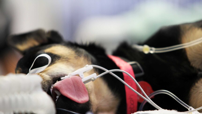 Dog under anaesthetic
