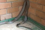 The brown snake was filmed eating a python west of Brisbane.