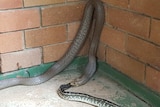 The brown snake was filmed eating a python west of Brisbane.