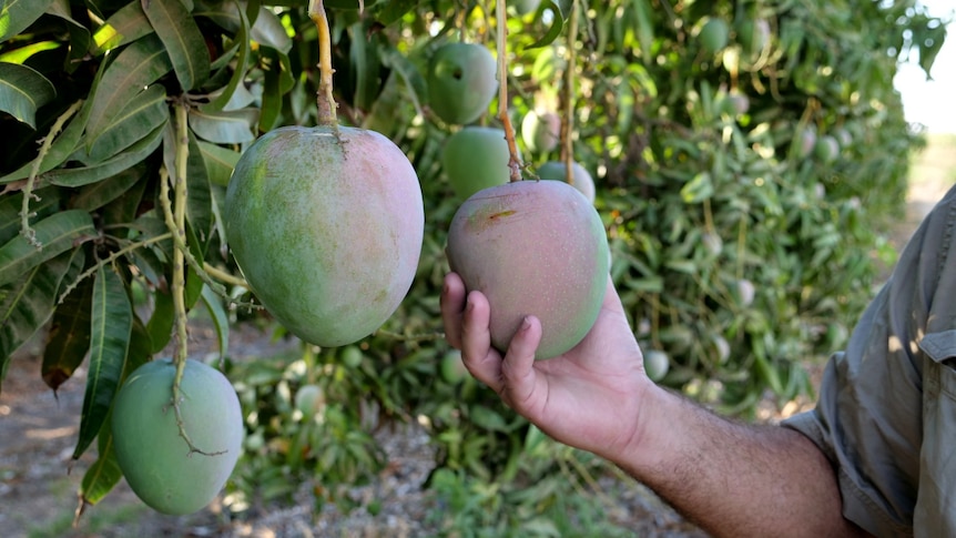 A hand grasps a large, unripe mango hanging from a tree in an orchard.