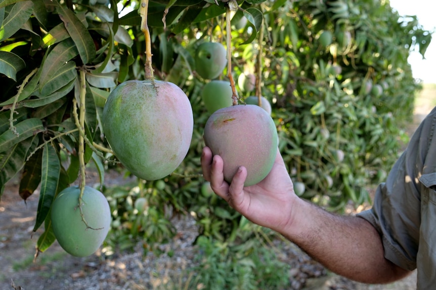 A hand grasps a large, unripe mango hanging from a tree in an orchard.