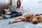 Dog lays on bed while woman in on computer