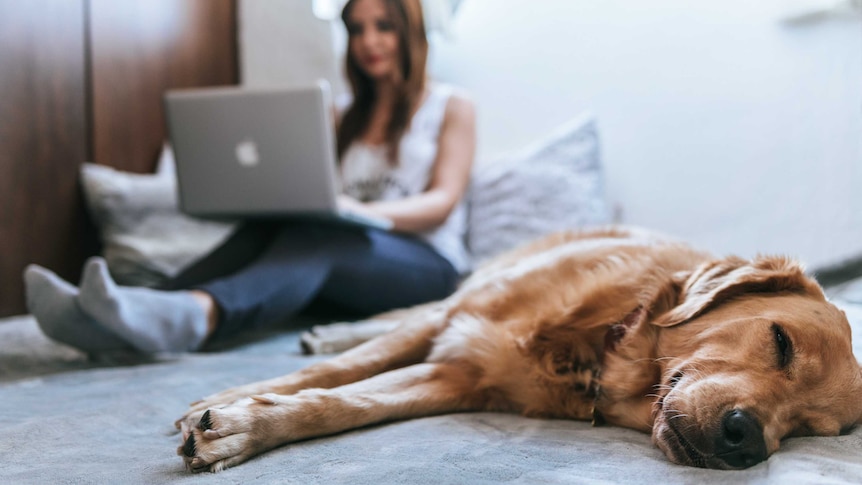 Dog lays on bed while woman in on computer