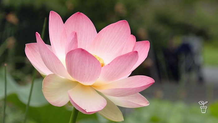 Pink lotus flower floating growing in pond