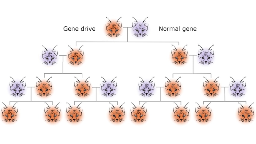 A diagram showing a gene drive being passed onto all offspring, as long as one parent has it
