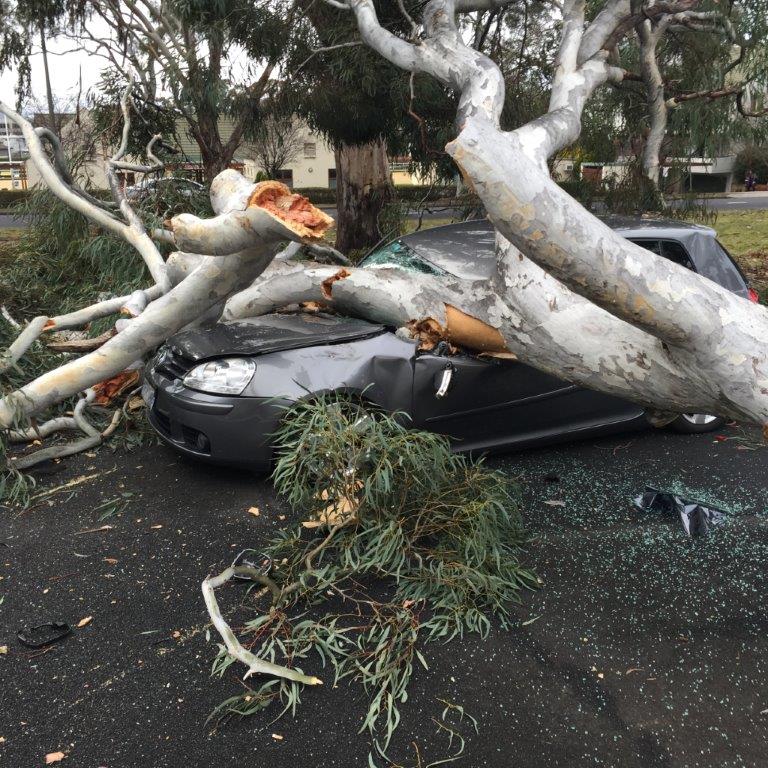 Driver escapes uninjured after tree falls on car in Canberra ABC News