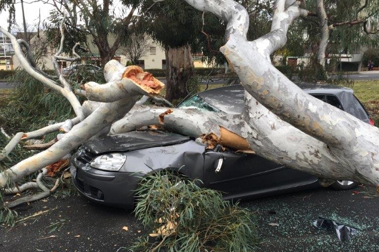Car crushed by tree on Hobart Avenue in Forrest