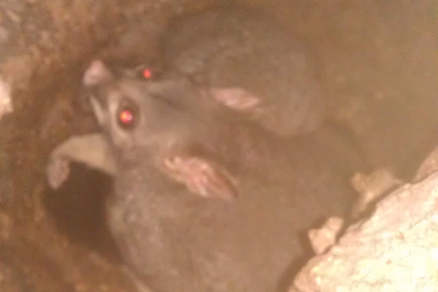 Possums in hole