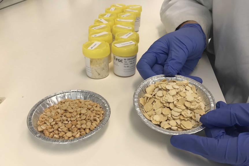 Mr Cork heats the chickpeas before using a heavy roller to flatten them into flakes