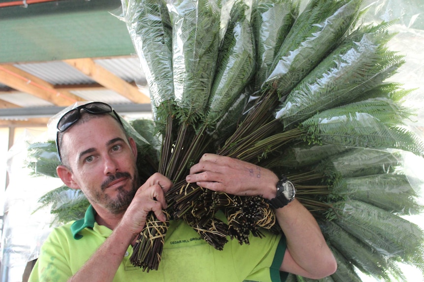 Man holding umbrella ferns wrapped in plastic