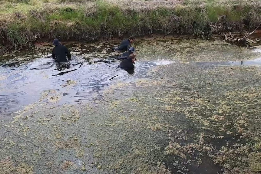 Four police divers wade through swampy water