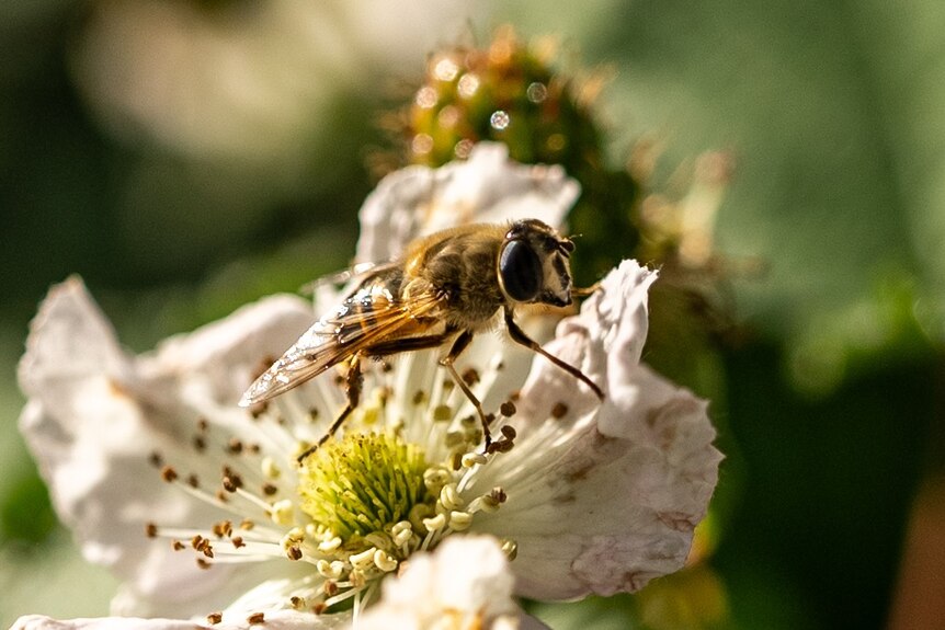 a fly on a flower