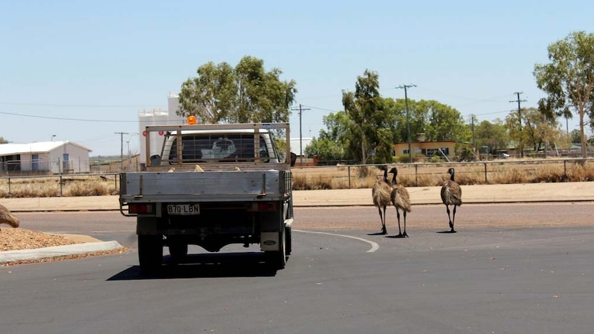 Emus Longreach