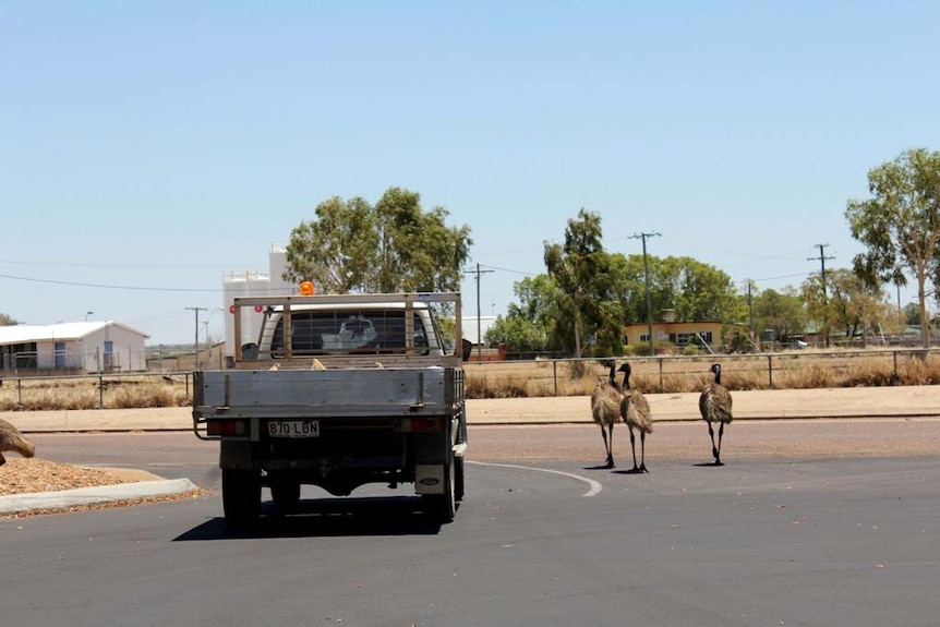 Emus Longreach